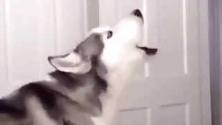 Furry Gay XXX 7